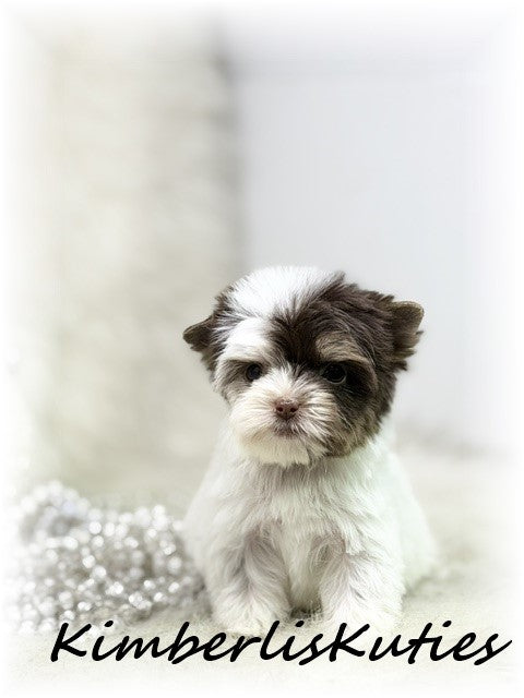 CHOCOLATE PARTI Yorkshire Terrier ~ Female, Pixie