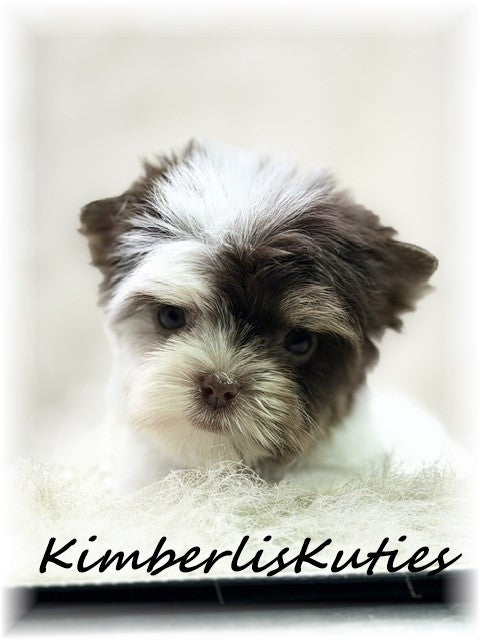 CHOCOLATE PARTI Yorkshire Terrier ~ Female, Pixie