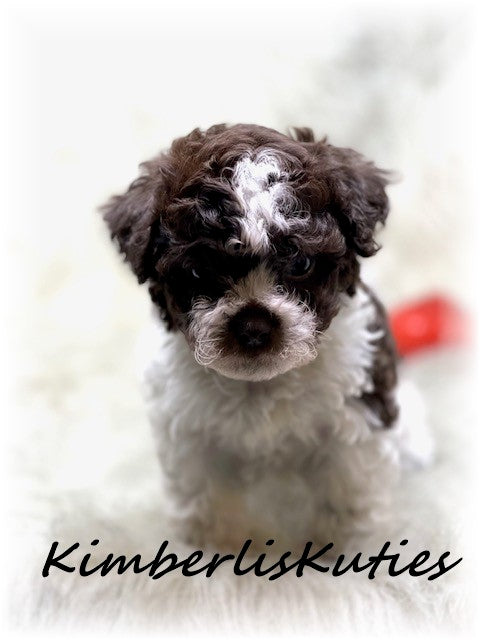 Sold….SHIH POO (Shih Tzu/Toy Poodle) Male, Max