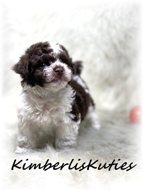 Sold….SHIH POO (Shih Tzu/Toy Poodle) Male, Max