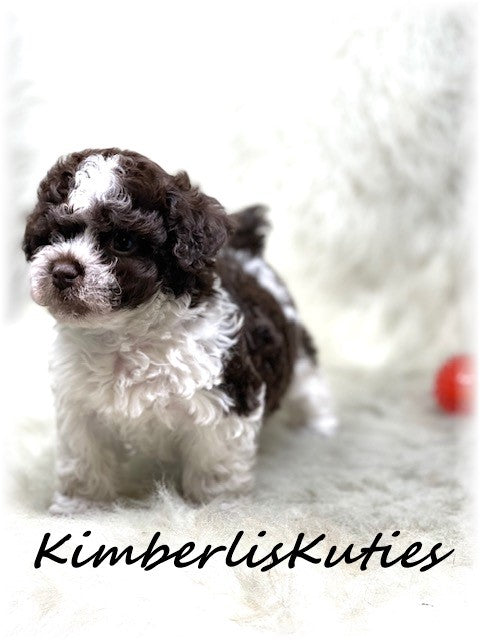 Sold….SHIH POO (Shih Tzu/Toy Poodle) Male, Max