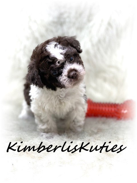 Sold….SHIH POO (Shih Tzu/Toy Poodle) Male, Max