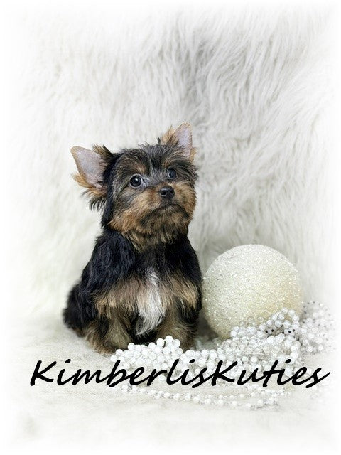 TRADITIONAL Yorkshire Terrier ~ Female, Kinley