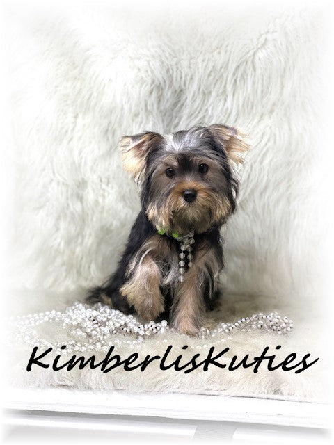 TRADITIONAL Yorkshire Terrier ~ Female, Poppy