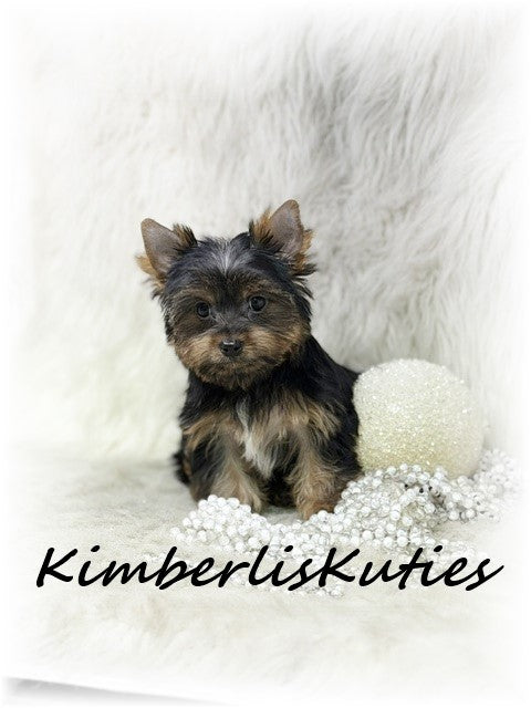 TRADITIONAL Yorkshire Terrier ~ Female, Kinley