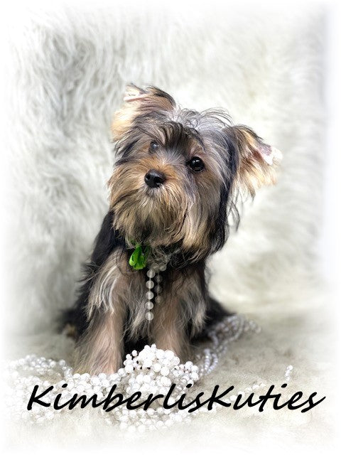 TRADITIONAL Yorkshire Terrier ~ Female, Poppy