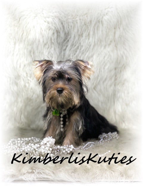 TRADITIONAL Yorkshire Terrier ~ Female, Poppy