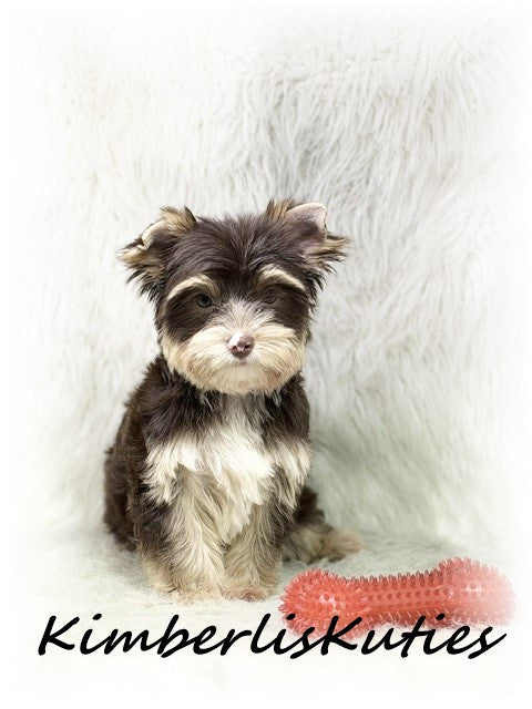 CHOCOLATE Yorkshire Terrier ~ Male, Seth