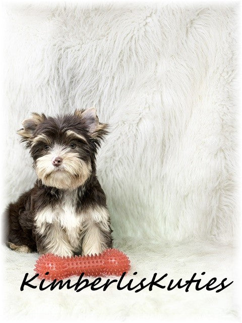 CHOCOLATE Yorkshire Terrier ~ Male, Seth