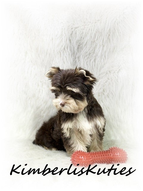 CHOCOLATE Yorkshire Terrier ~ Male, Seth