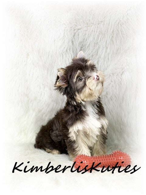 CHOCOLATE Yorkshire Terrier ~ Male, Seth