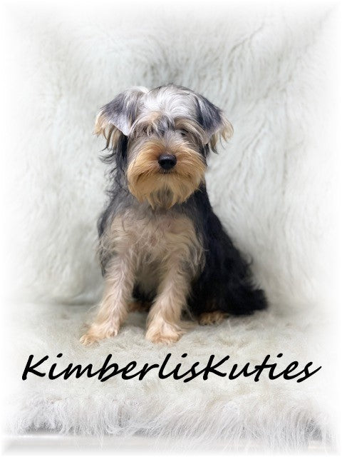TRADITIONAL Yorkshire Terrier ~ Male, Dodge