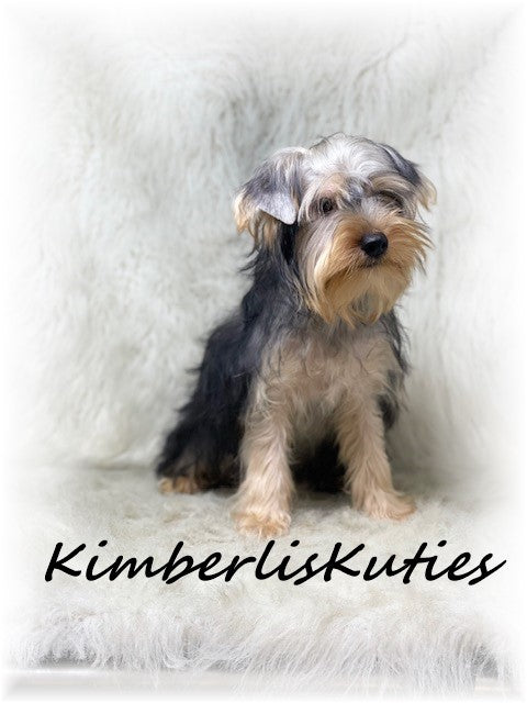 TRADITIONAL Yorkshire Terrier ~ Male, Dodge