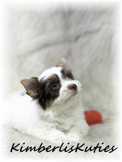 CHOCOLATE PARTI Yorkshire Terrier ~ Male, Sammie