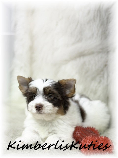 CHOCOLATE PARTI Yorkshire Terrier ~ Male, Sammie