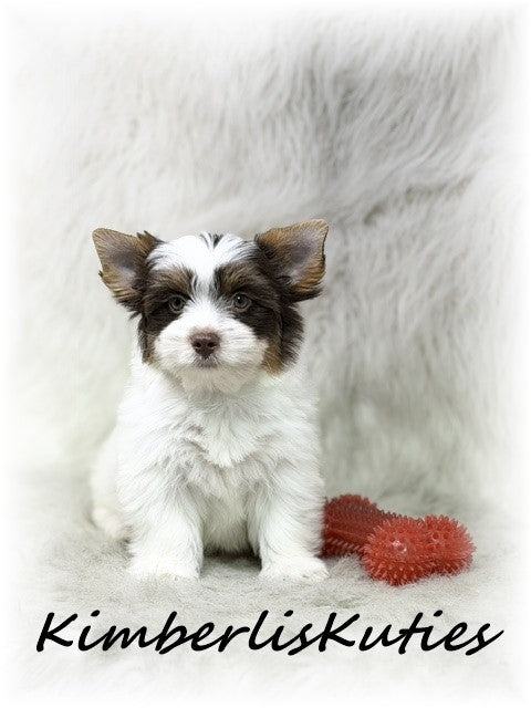 CHOCOLATE PARTI Yorkshire Terrier ~ Male, Sammie