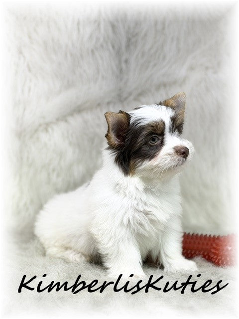 CHOCOLATE PARTI Yorkshire Terrier ~ Male, Sammie