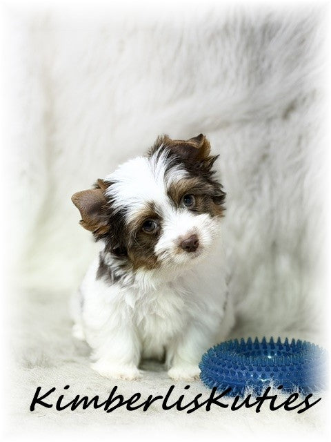 CHOCOLATE Parti Yorkshire Terrier ~ Male, Sloane