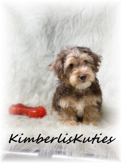 YORKIEPOO (Yorkshire Terrier/Toy Poodle) Male, Bodie
