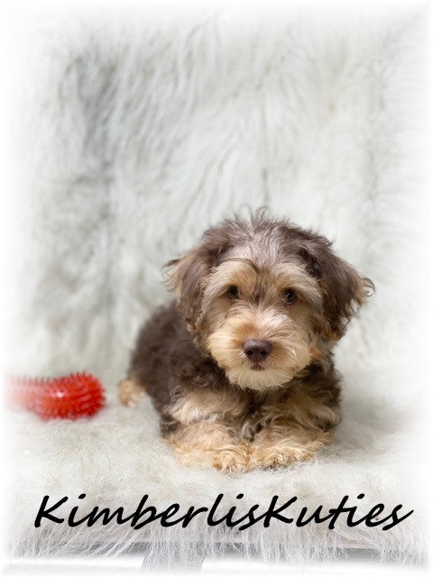 YORKIEPOO (Yorkshire Terrier/Toy Poodle) Male, Bodie