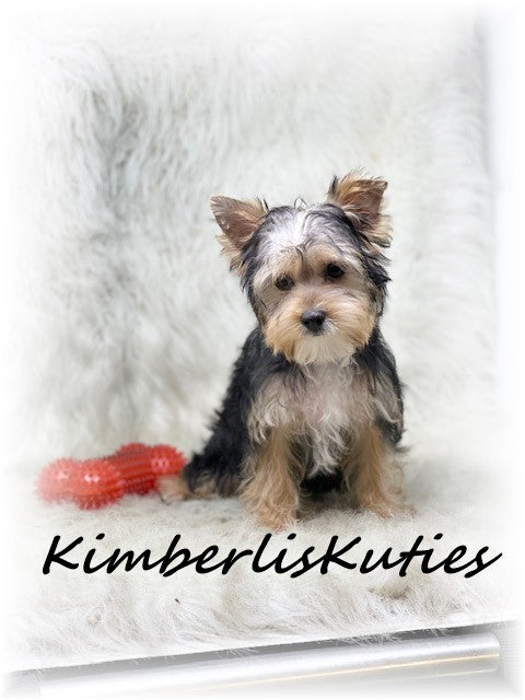 TRADITIONAL Yorkshire Terrier ~ Male, Ryder