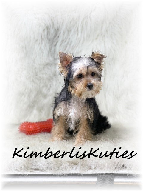 TRADITIONAL Yorkshire Terrier ~ Male, Ryder