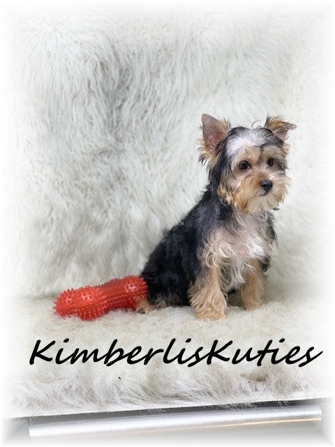 TRADITIONAL Yorkshire Terrier ~ Male, Ryder