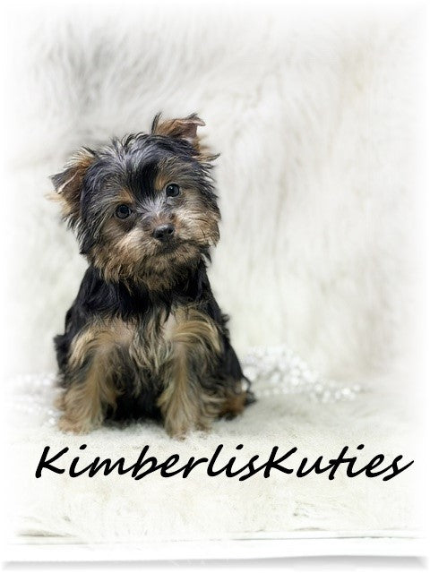 TRADITIONAL  Yorkshire Terrier ~ Female, Kaylee