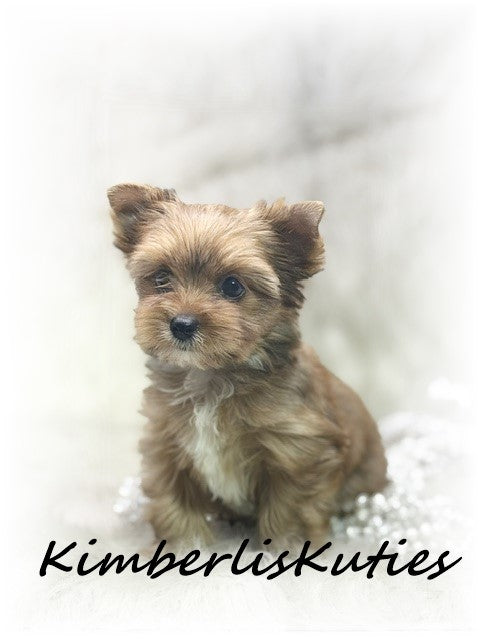 GOLDEN/SABLE  Yorkshire Terrier ~ Female, Remi