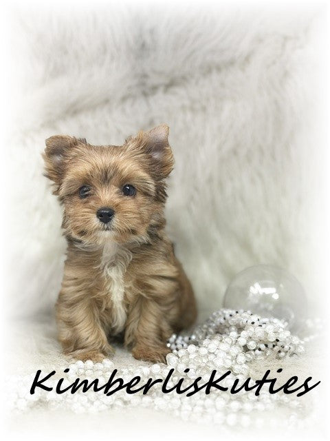 GOLDEN/SABLE  Yorkshire Terrier ~ Female, Remi