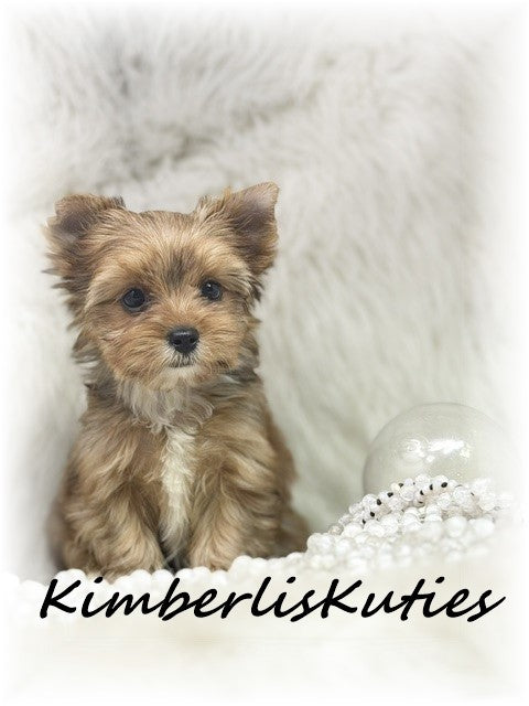 GOLDEN/SABLE  Yorkshire Terrier ~ Female, Remi