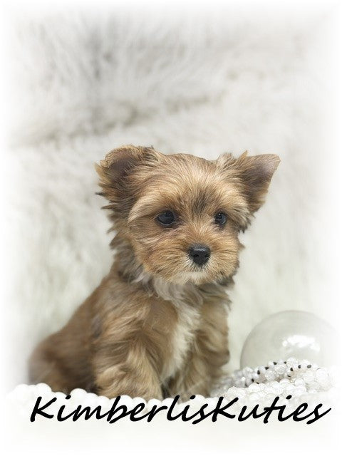 GOLDEN/SABLE  Yorkshire Terrier ~ Female, Remi