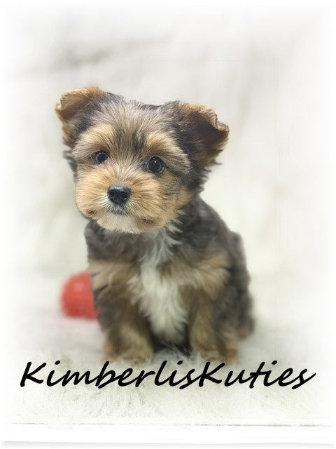 MERLE Yorkshire Terrier ~Male Ruger