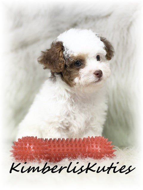 YORKIE POO (Yorkshire Terrier/Toy Poodle) Male, Milo