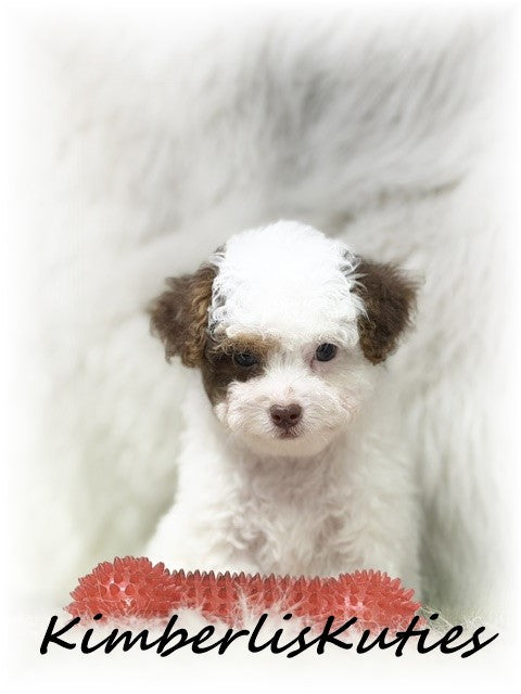 YORKIE POO (Yorkshire Terrier/Toy Poodle) Male, Milo