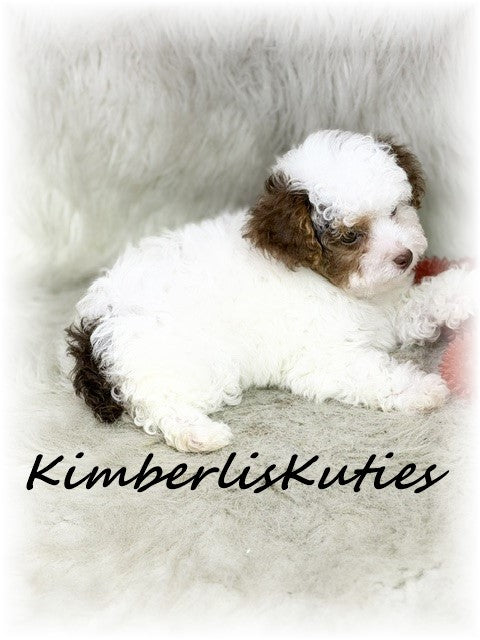 YORKIE POO (Yorkshire Terrier/Toy Poodle) Male, Milo