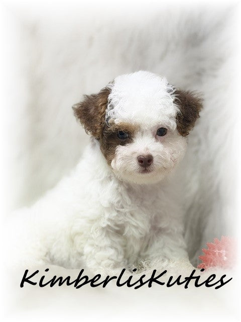 YORKIE POO (Yorkshire Terrier/Toy Poodle) Male, Milo