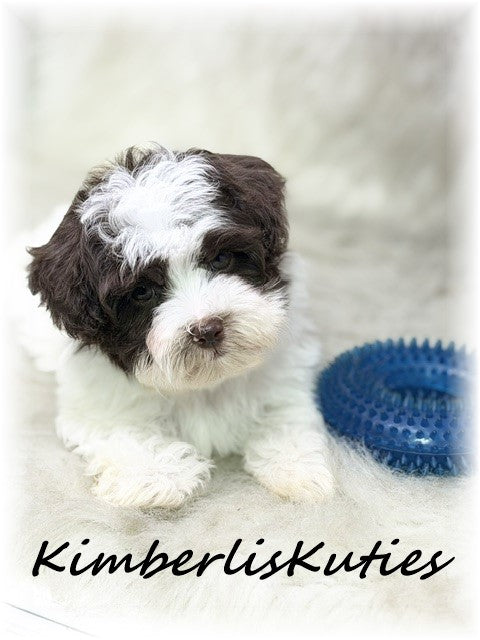 YORKIE POO (Yorkshire Terrier/Toy Poodle) Male, Max