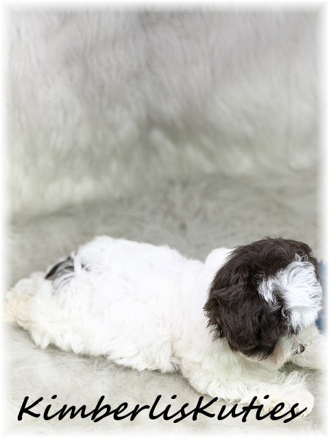 YORKIE POO (Yorkshire Terrier/Toy Poodle) Male, Max