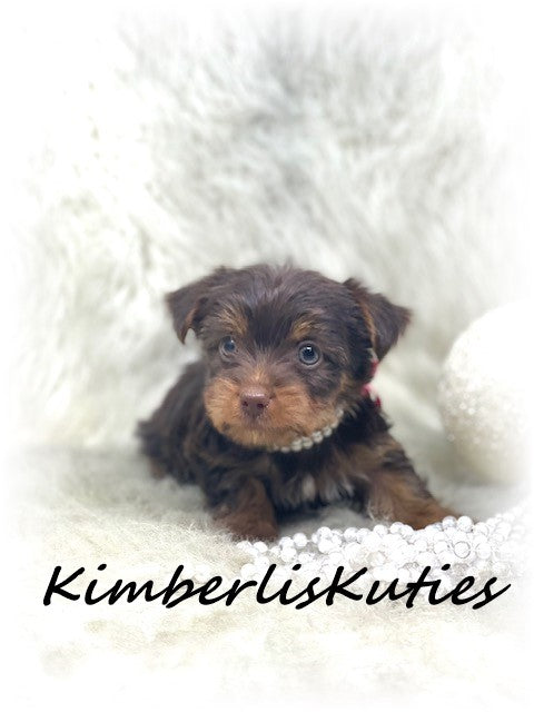 MORKIE (Maltese/ Yorkshire Terrier) Female, Phoebe