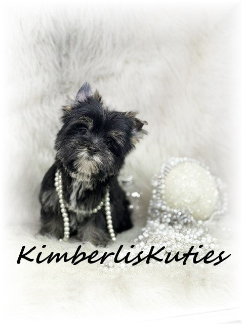 NON-FADING Black Yorkshire Terrier ~ Female, Blakely