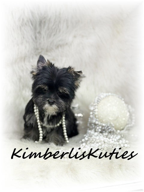NON-FADING Black Yorkshire Terrier ~ Female, Blakely