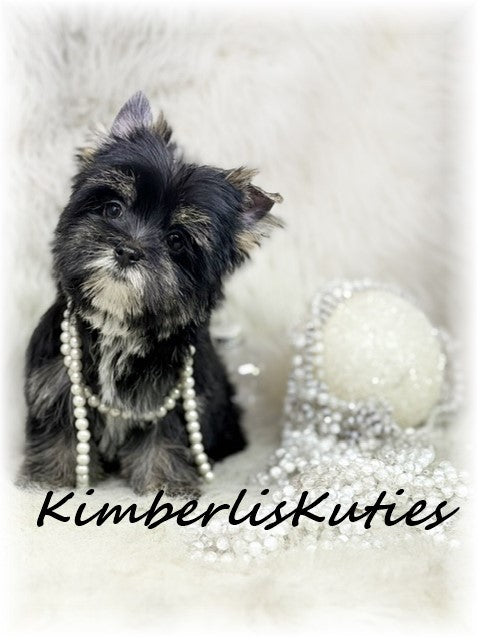 NON-FADING Black Yorkshire Terrier ~ Female, Blakely