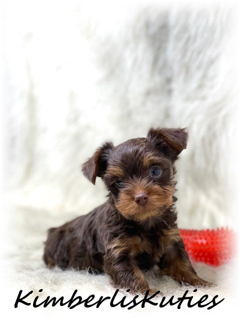 MORKIE (Maltese/ Yorkshire Terrier) Male, Phoenix