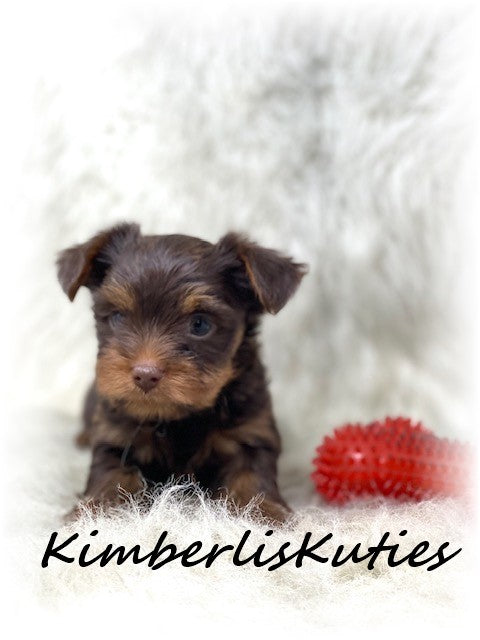 MORKIE (Maltese/ Yorkshire Terrier) Male, Phoenix