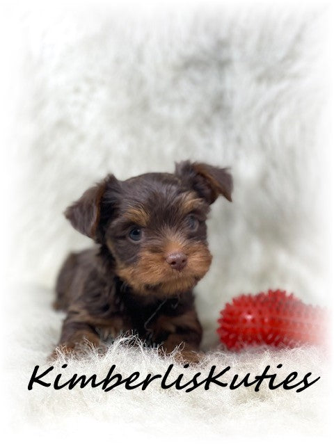 MORKIE (Maltese/ Yorkshire Terrier) Male, Phoenix