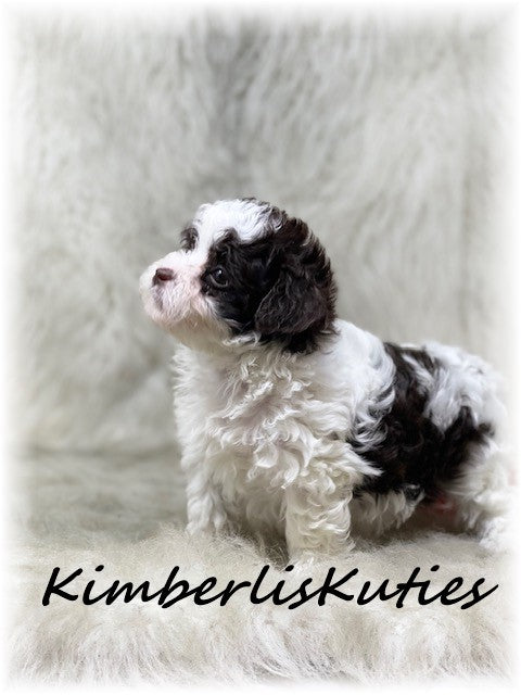 MALTI-POO (Maltese/Toy Poodle) Male, Nile