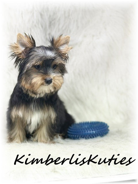 TRADITIONAL Yorkshire Terrier ~ Male, Spence