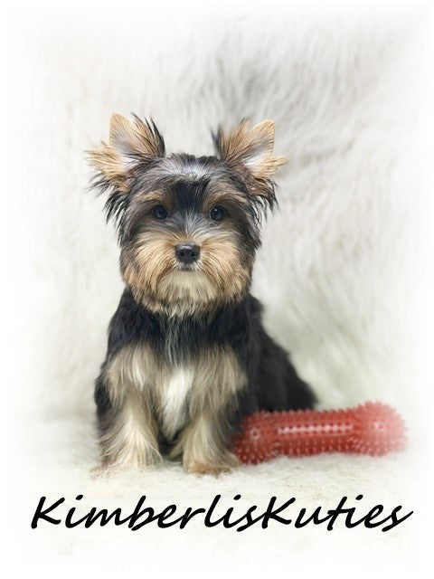 TRADITIONAL Yorkshire Terrier ~ Male, Spence