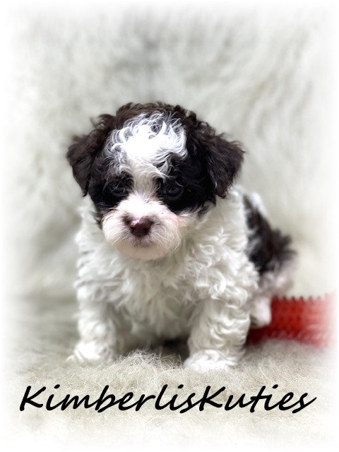 MALTI-POO (Maltese/Toy Poodle) Male, Nile